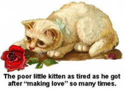 The Little Kitten