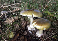 mushroom3